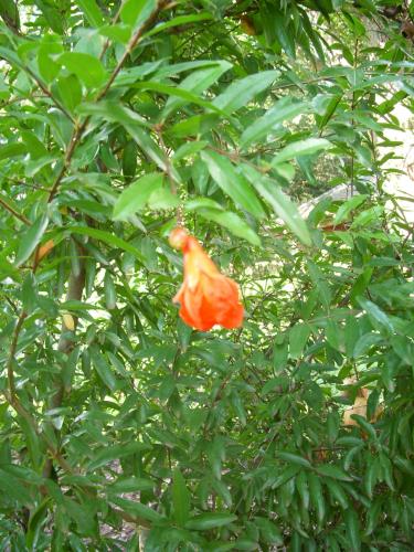 Photo of Punica granatum 'Nana' (Dwarf Pomegranate)