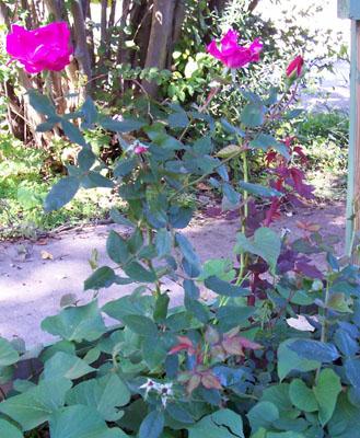 Photo of Rosa 'Radrazz' (Knock Out (tm) Shrub Rose, Cherry Red Knock Out (tm))