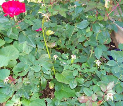 Photo of Rosa 'Radrazz' (Knock Out (tm) Shrub Rose, Cherry Red Knock Out (tm))
