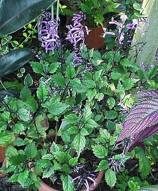 Photo of Plectranthus 'Mona Lavender' (Swedish Ivy,  Creeping Charlie)