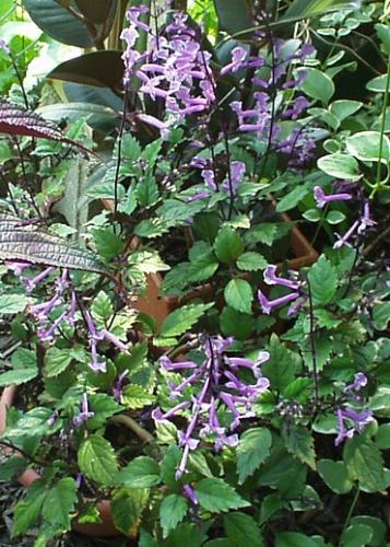 Photo of Plectranthus 'Mona Lavender' (Swedish Ivy,  Creeping Charlie)