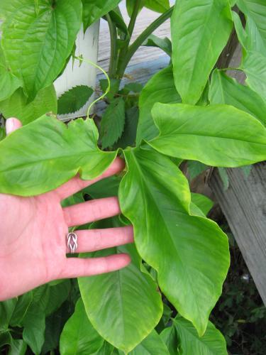 Photo of Philodendron tripartitum (Philodendron)