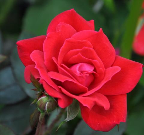 Photo of Rosa 'Radtko' (Red Double KnockOut Rose)