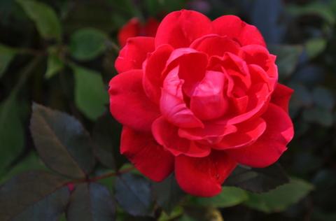 Photo of Rosa 'Radtko' (Red Double KnockOut Rose)
