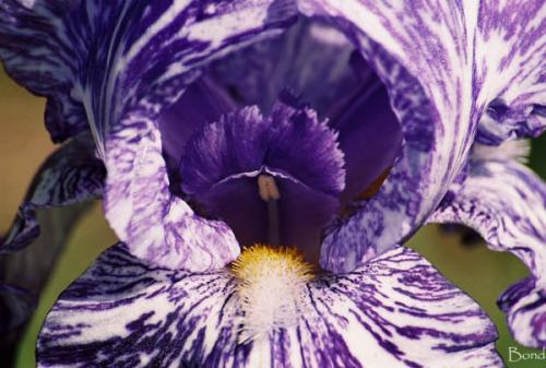 Photo of Iris germanica 'Batik' (German Iris, Bearded Iris)