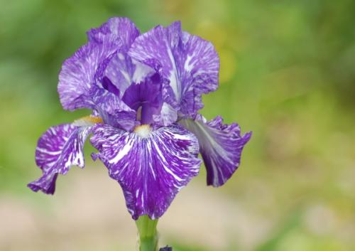 Photo of Iris germanica 'Batik' (German Iris, Bearded Iris)