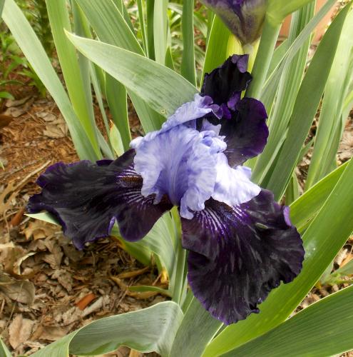 Photo of Iris germanica 'Dangerous Mood' (German Iris, Bearded Iris)