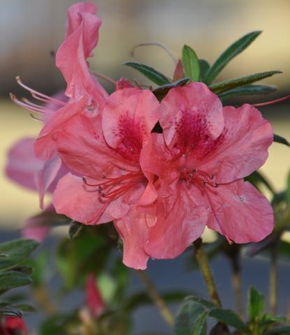 Photo of Rhododendron 'Conlea' (Autumn Rouge)