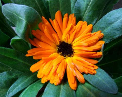 Photo of Calendula officinallis 'Calypso Orange' (Marigold)