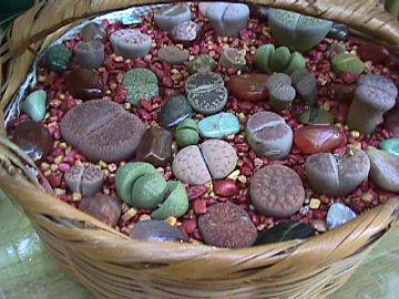Photo of Lithops gesineae (Living Stones)