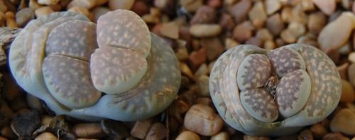 Photo of Lithops gesineae (Living Stones)