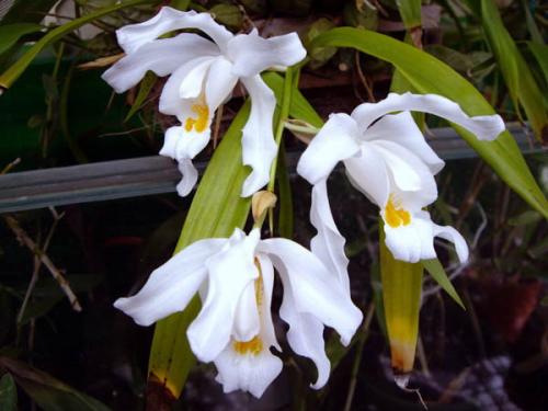 Photo of Coelogyne cristata (Orchid)