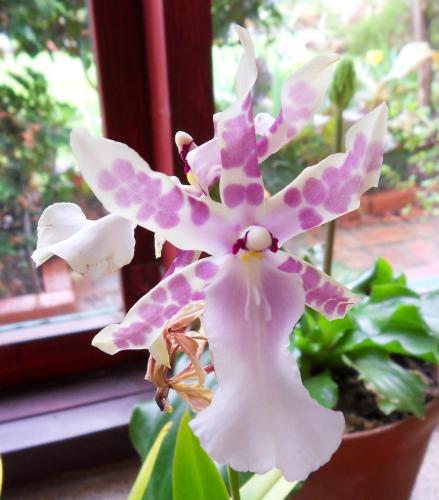 Photo of Miltonia bluntii (Miltonia Orchid)