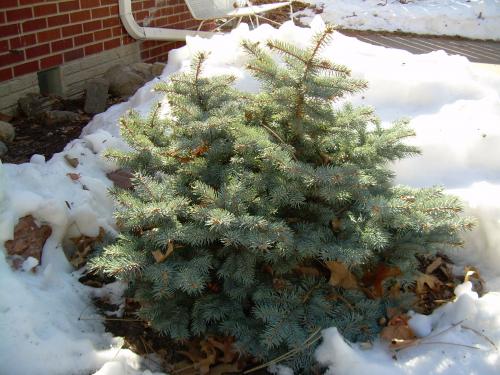 Photo of Pinus Mugo  "Pumilio" (Dwarf Mugo Pine)