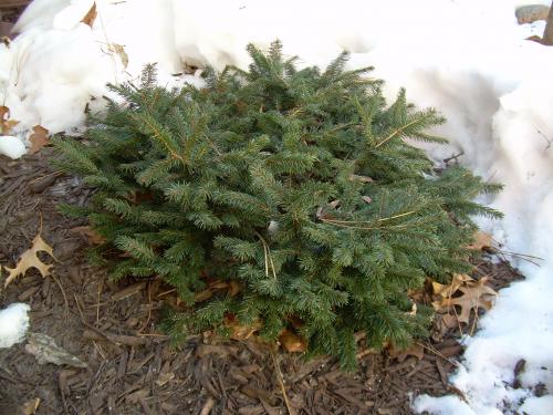 Photo of Picea abies 'Nidiformis' (Bird's Nest Spruce)