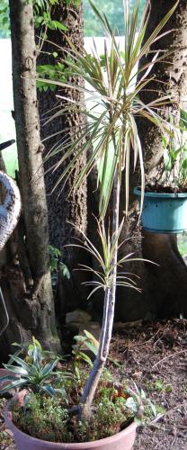 Photo of Dracaena marginata 'Tricolor' (Dragon Tree, Red-margined Dracaena)