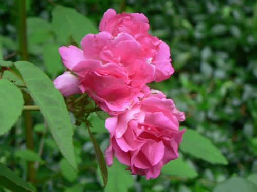 Photo of Rosa 'Zéphirine Drouhin' (Bourbon Rose)