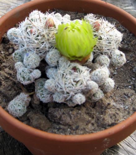 Photo of Mammillaria gracilis var. fragilis (Thimble Cactus)