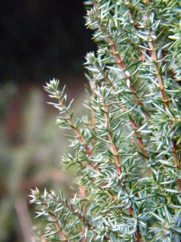 Photo of Juniperus communis  'Compressa'