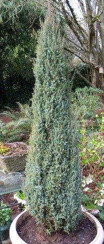 Photo of Juniperus communis  'Compressa'