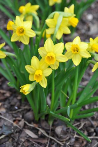 Photo of Narcissus 'Tete-a-Tete' (Tete-a-Tete Daffodil)