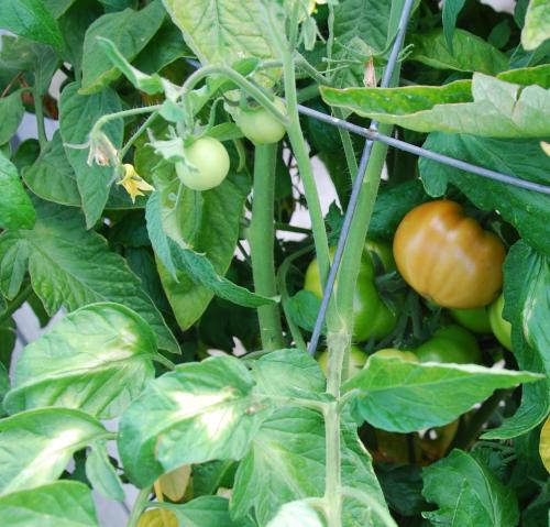 Photo of Solanum lycopersicum 'Early Girl' (Early Girl Tomato)