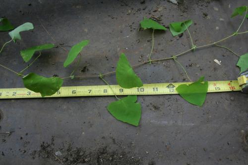 Photo of Persicaria perfoliata (Mile-a-minute Weed, Asiatic Tearthumb)