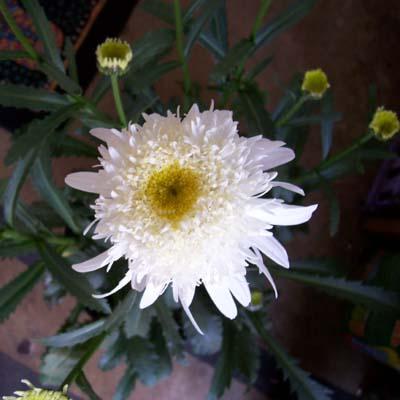 Photo of Leucanthemum X superbum 'Ice Star' (Shasta Daisy)