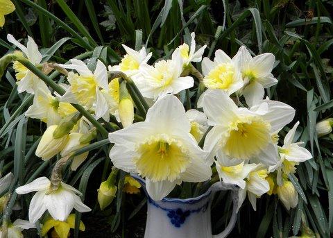 Photo of Narcissus 'Mount Hood' (Daffodil)