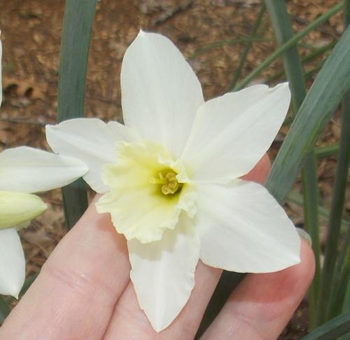 Photo of Narcissus 'Thalia' (Triandrus Daffodil )