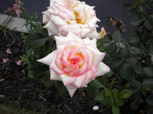 Photo of Rosa 'Peace' (Hybrid Tea, Peace Rose)