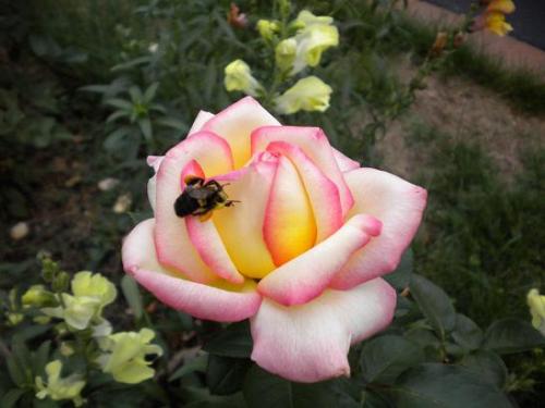 Photo of Rosa 'Peace' (Hybrid Tea, Peace Rose)