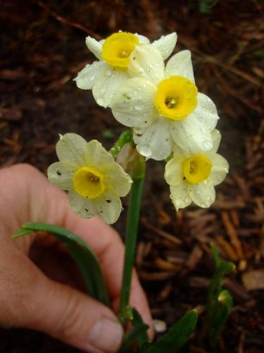 Photo of Narcissus 'Minnow' (Dwarf Marcissus, Daffodil 'Minnow')