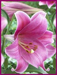 Photo of Lilium longiflorum 'Pink Heaven' (Oriental Lily, Trumpet Lily)