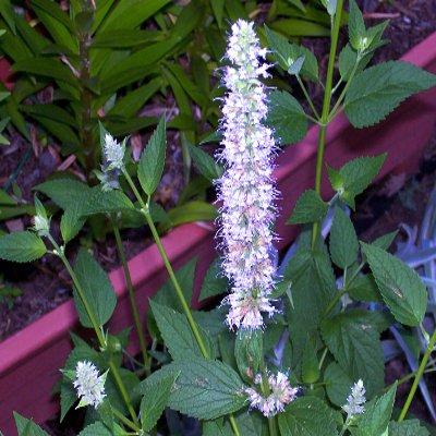 Photo of Agastache 'Blue Fortune' (Blue Fortune Anise Hyssop)