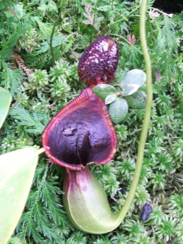 Photo of Nepenthes lowii (Low's Pitcher-Plant)