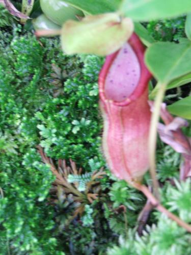 Photo of Nepenthes singalana (Pitcher Plant, Monkey Cup)