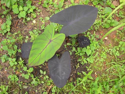 Photo of Colocasia esculenta 'Black Magic' (Black Magic Elephant Ear)