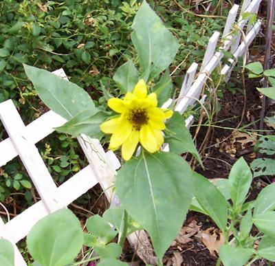 Photo of Helianthus annuus 'Lemon Queen' (Lemon Queen Sunflower)