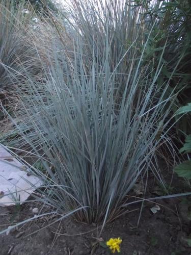 Photo of Helictotrichon sempervirens (Blue Oat Grass)