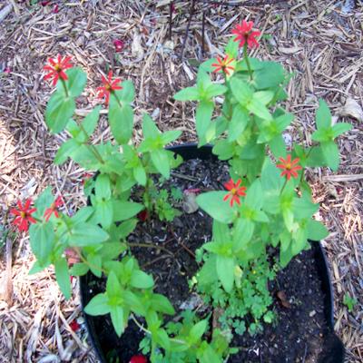 Photo of Zinnia tenuifolia 'Red Spider' (Red Spider Zinnia)