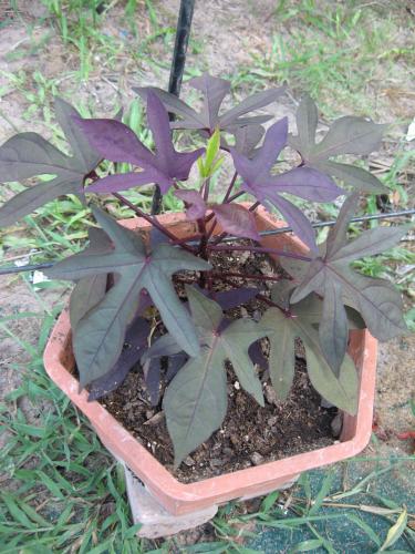 Photo of Ipomoea batatas 'Blackie' (Ornamental Sweet Potato Vine)