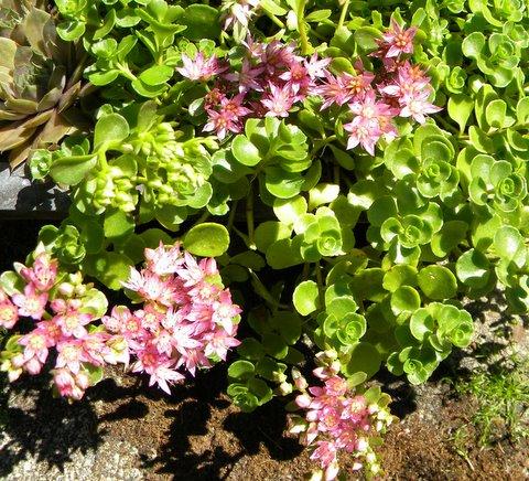 Photo of Sedum spurium 'Pink Jewel' (Two-row Stonecrop, Creeping Stonecrop)