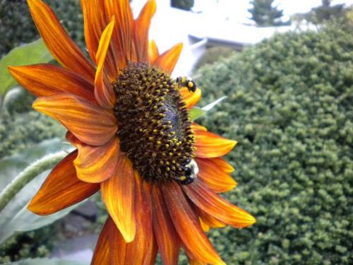 Photo of Helianthus annuus  'Velvet Queen' (Sunflower)