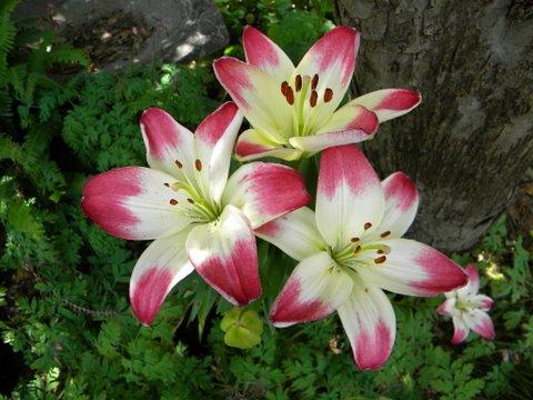 Photo of Lilium 'Lollypop' (Asiatic Lily)