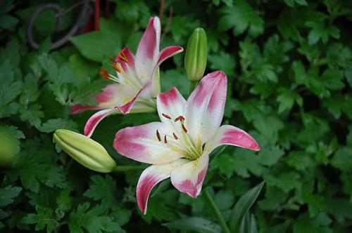 Photo of Lilium 'Lollypop' (Asiatic Lily)