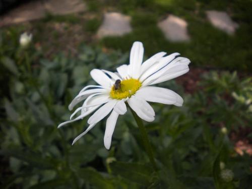 Photo of Leucanthemum superbum 'White Knight'