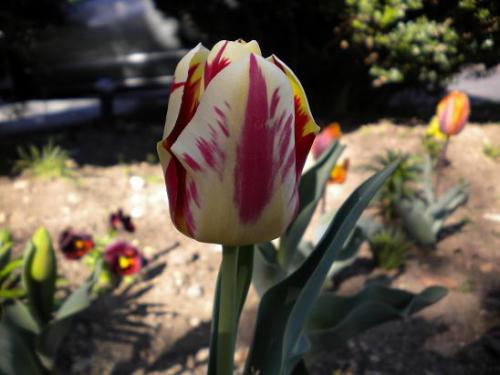 Photo of Tulipa 'Rembrandt' (Tulip)