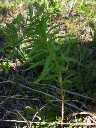 Photo of Epilobium angustifolium (Fireweed)