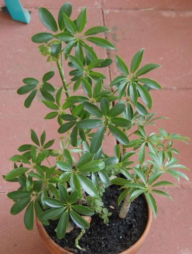 Photo of Schefflera arboricola (Dwarf Umbrella Plant)